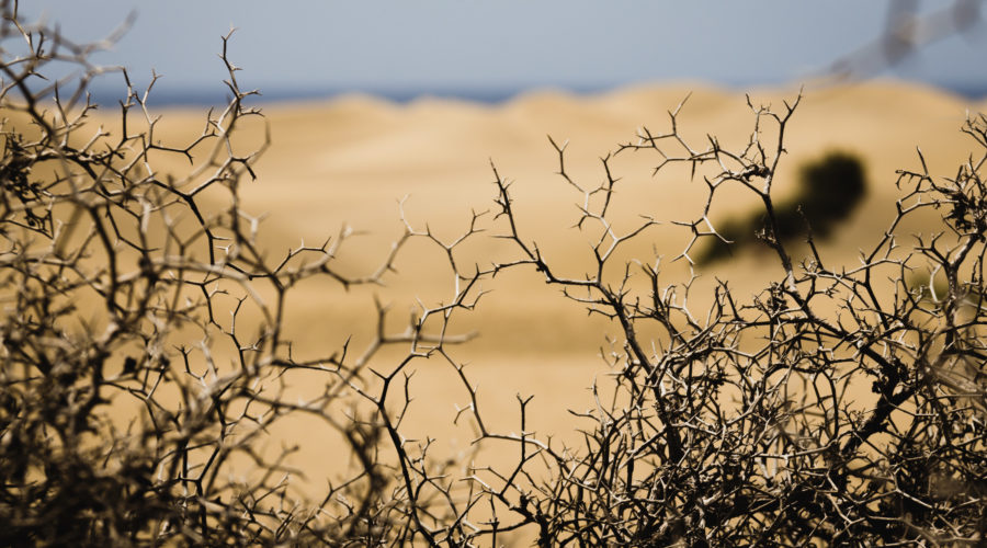 Photo of sandy landscape in background with thorny plants in foreground